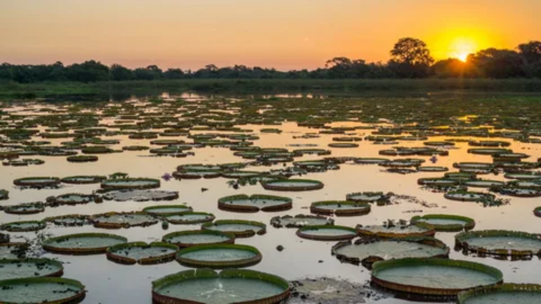 Zonas Úmidas do Pantanal